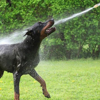 playing with dog and HydroBlast Power Nozzle